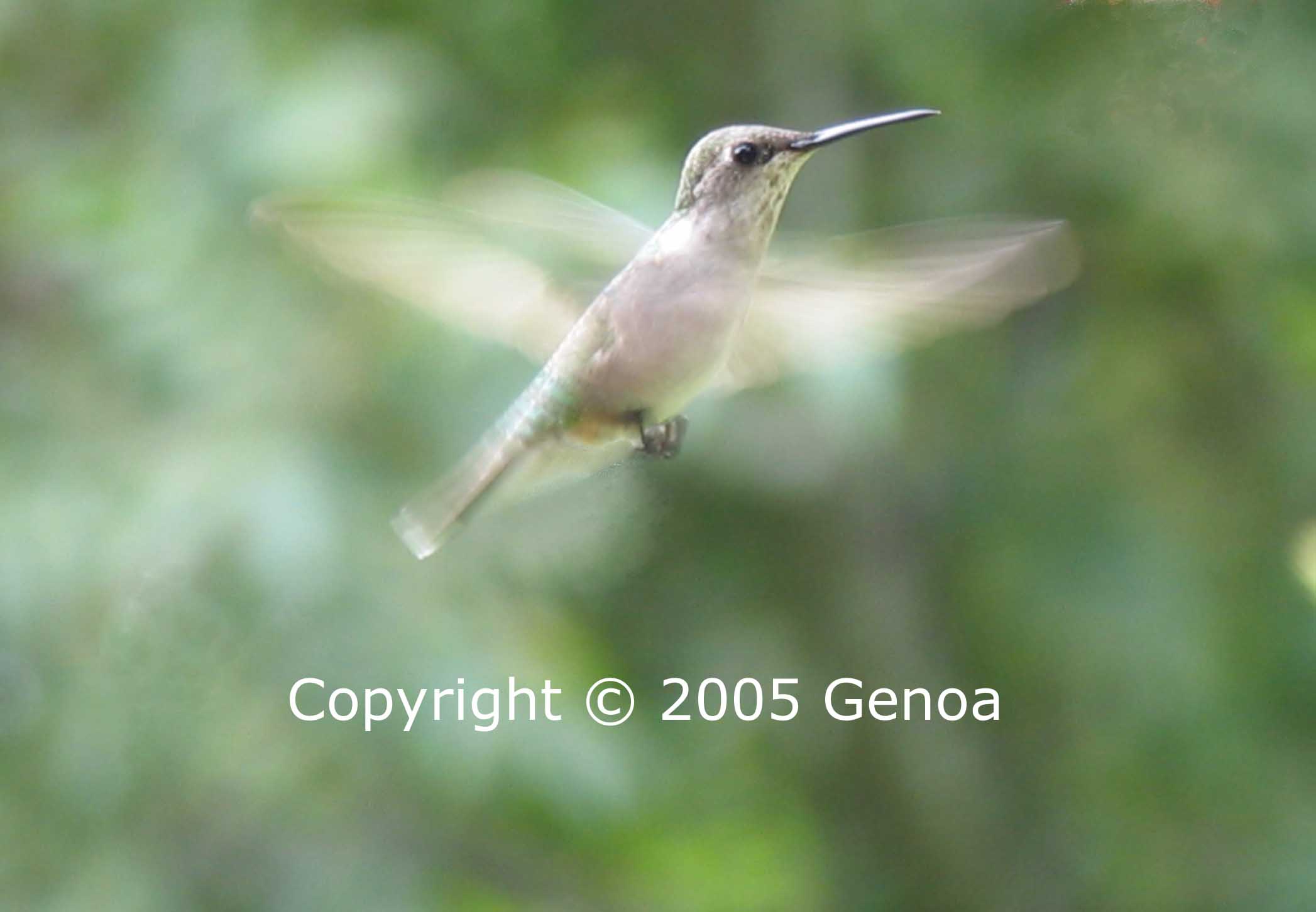 Hummers Gallery